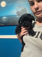 No name, a female Yorkipoo for sale in Maxton, NC – 7 of 9