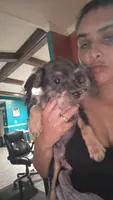 No name, a male Chorkie for sale in Maxton, NC – 1 of 2