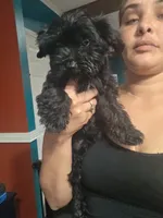 No name, a female Yorkipoo for sale in Maxton, NC – 8 of 9
