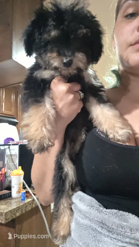 Fluffy  – Yorkipoo puppy for sale in Maxton, NC