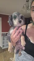 Jr, a male Chorkie for sale in Maxton, NC – 2 of 2