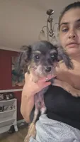 No name, a male Chorkie for sale in Maxton, NC – 2 of 2