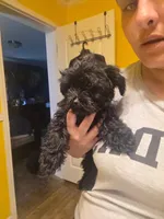 No name, a female Yorkipoo for sale in Maxton, NC – 9 of 9