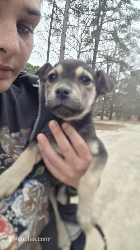 No name, a female American Pit Bull Terrier for sale in Maxton, NC – Photo 1 of 2