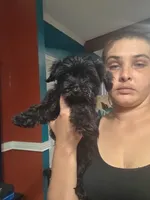 No name, a female Yorkipoo for sale in Maxton, NC – 5 of 9
