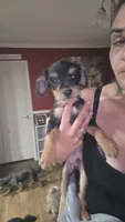 Buttons, a male Chorkie for sale in Maxton, NC – 2 of 2