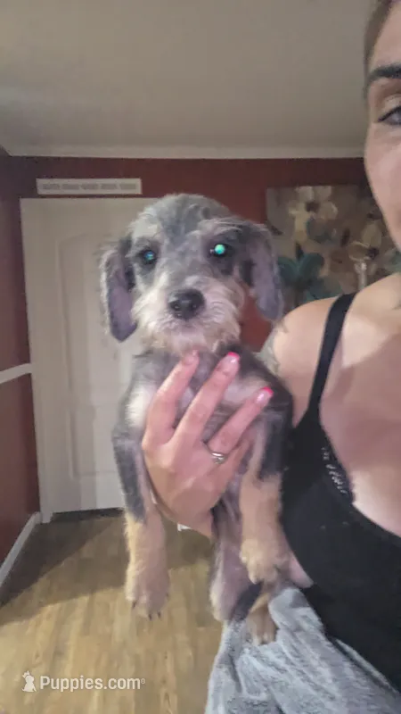 Jr – Chorkie puppy for sale in Maxton, NC