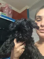 No name, a female Yorkipoo for sale in Maxton, NC – 3 of 9