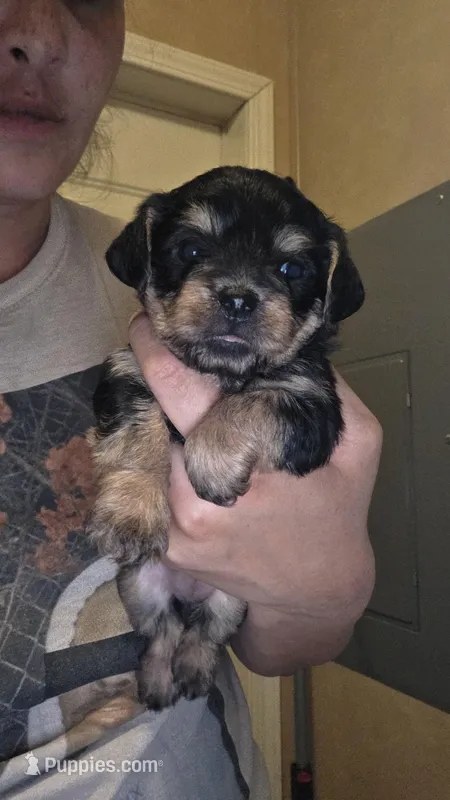 No name, a female Yorkipoo for sale in Maxton, NC – Photo 1 of 4