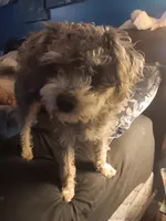 Buddy, a male Yorkipoo for sale in Maxton, NC – 3 of 3