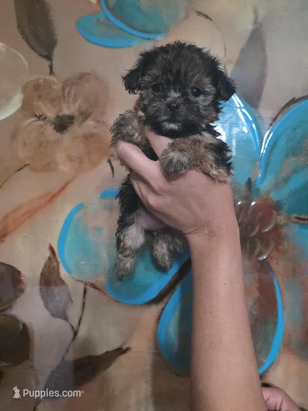 No name – Yorkipoo puppy for sale in Maxton, NC