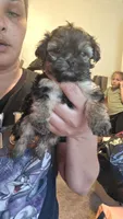 No name, a female Yorkipoo for sale in Maxton, NC – Photo 2 of 2