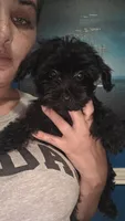 No name, a female Yorkipoo for sale in Maxton, NC – 6 of 9