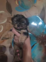 No name, a female Yorkipoo for sale in Maxton, NC – Photo 2 of 2