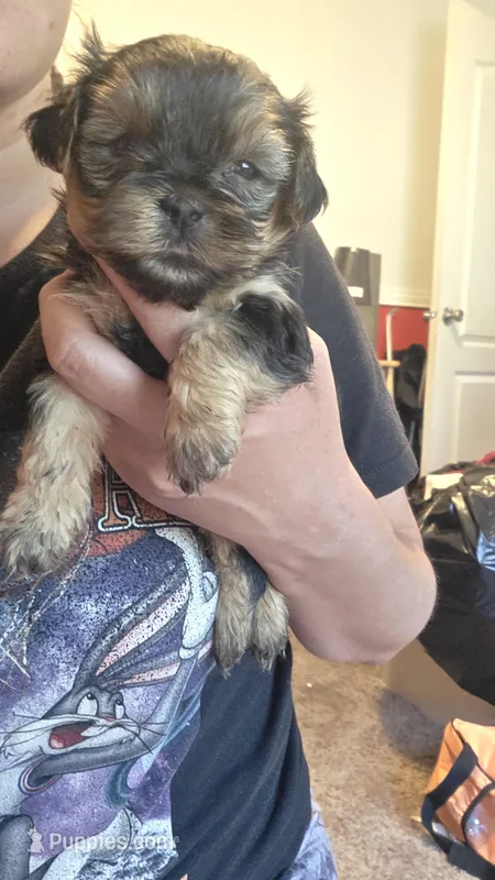 No name – Yorkipoo puppy for sale in Maxton, NC