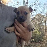 No name, a male American Pit Bull Terrier for sale in Maxton, NC – Photo 1 of 3