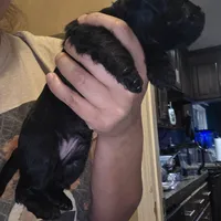 No name, a male Yorkipoo for sale in Maxton, NC – Photo 3 of 8