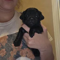 No name, a male Yorkipoo for sale in Maxton, NC – Photo 1 of 8