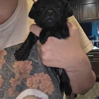 No name, a male Yorkipoo for sale in Maxton, NC – Photo 2 of 8