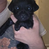 No name, a male Yorkipoo for sale in Maxton, NC – Photo 4 of 8