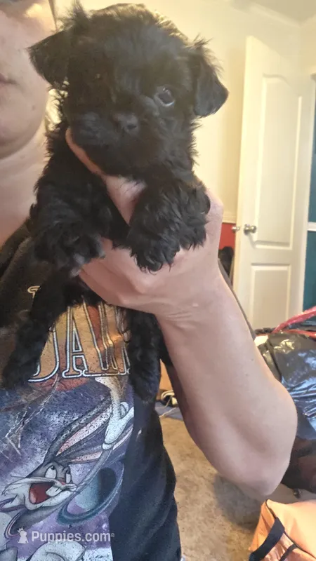 No name – Yorkipoo puppy for sale in Maxton, NC