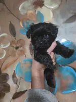 No name, a male Yorkipoo for sale in Maxton, NC – Photo 2 of 2