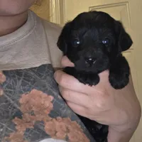 No name, a female Yorkipoo for sale in Maxton, NC – Photo 5 of 8