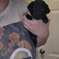 No name, a female Yorkipoo for sale in Maxton, NC – Photo 2 of 8