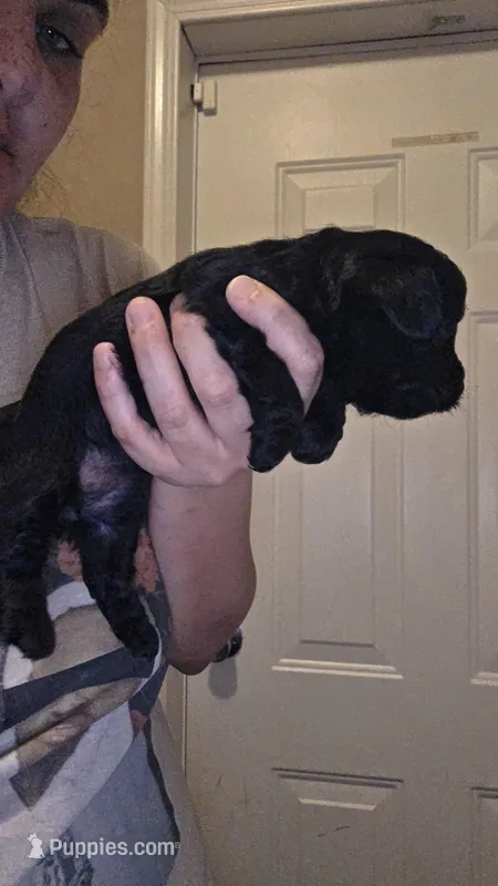 No name, a female Yorkipoo for sale in Maxton, NC – Photo 1 of 5