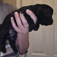 No name, a female Yorkipoo for sale in Maxton, NC – Photo 1 of 8