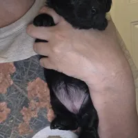 No name, a female Yorkipoo for sale in Maxton, NC – Photo 3 of 8