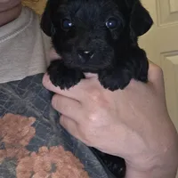 No name, a female Yorkipoo for sale in Maxton, NC – Photo 4 of 8