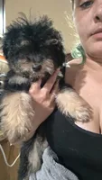 Fluffy , a male Yorkipoo for sale in Maxton, NC – 2 of 2