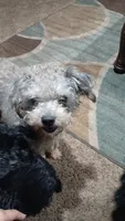 Buddy, a male Yorkipoo for sale in Maxton, NC – 2 of 3