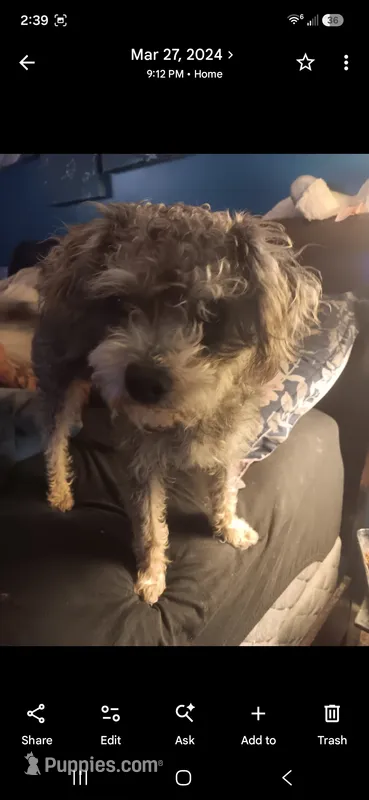Buddy – Yorkipoo puppy for sale in Maxton, NC