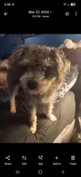 Buddy, a male Yorkipoo for sale in Maxton, NC – 1 of 3