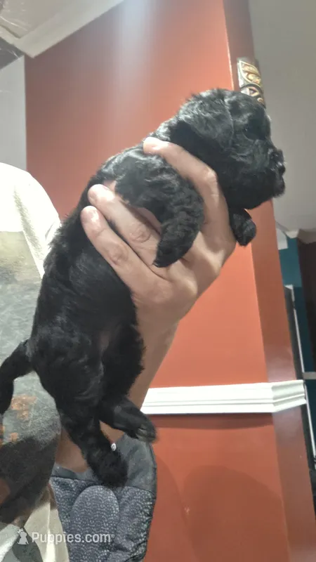 No name – Yorkipoo puppy for sale in Maxton, NC