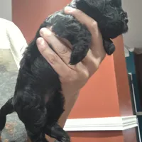 No name, a female Yorkipoo for sale in Maxton, NC – Photo 1 of 6