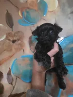 No name, a female Yorkipoo for sale in Maxton, NC – Photo 2 of 2