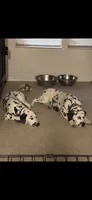 Charlie, a male Dalmatian for sale in Cassatt, SC – 2 of 2