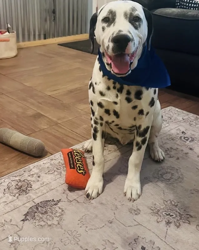 Charlie – Dalmatian puppy for sale in Cassatt, SC