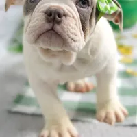 MOLLY, a female English Bulldog and Olde English Bulldogge for sale in Jones, MI – Photo 4 of 10
