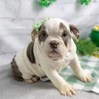 MOLLY, a female English Bulldog and Olde English Bulldogge for sale in Jones, MI – Photo 3 of 10