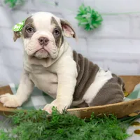 MOLLY, a female English Bulldog and Olde English Bulldogge for sale in Jones, MI – Photo 2 of 10