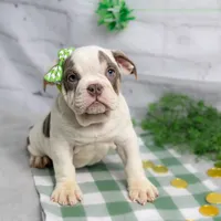 MOLLY, a female English Bulldog and Olde English Bulldogge for sale in Jones, MI – Photo 7 of 10