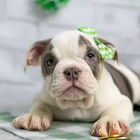 MOLLY, a female English Bulldog and Olde English Bulldogge for sale in Jones, MI – Photo 9 of 10