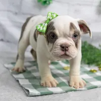 MOLLY, a female English Bulldog and Olde English Bulldogge for sale in Jones, MI – Photo 5 of 10