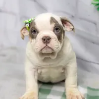 MOLLY, a female English Bulldog and Olde English Bulldogge for sale in Jones, MI – Photo 8 of 10