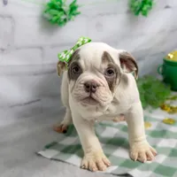 MOLLY, a female English Bulldog and Olde English Bulldogge for sale in Jones, MI – Photo 6 of 10