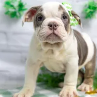 MOLLY, a female English Bulldog and Olde English Bulldogge for sale in Jones, MI – Photo 1 of 10